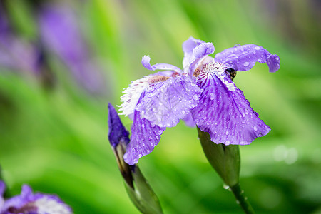 雨中紫罗兰紫罗兰花苞高清图片