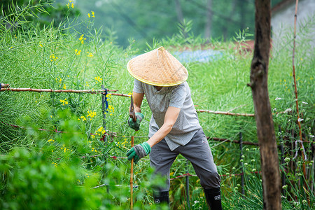 种菜妇人男子田里搭番茄架子背景