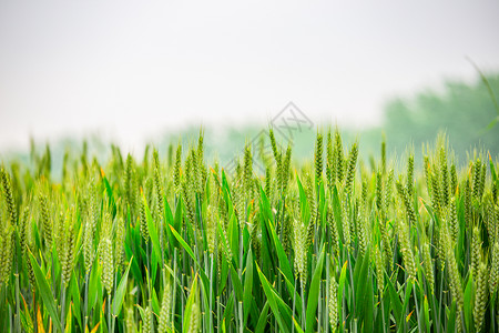 春天麦子绿油油的麦子背景