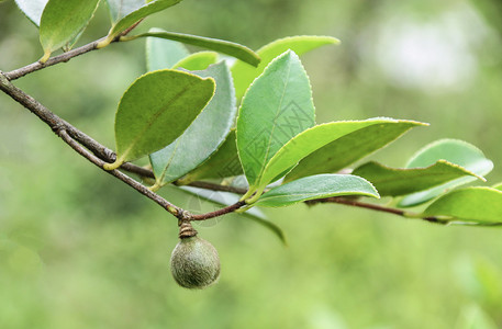 茶油树未成熟的山茶油果背景