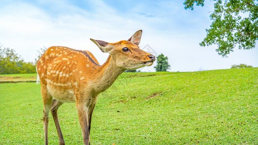 发光的小鹿奈良公园草地上的小鹿背景