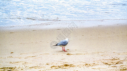 海边沙滩上的小鸟背景图片