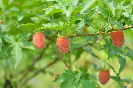 掌叶树莓鲜果背景图片