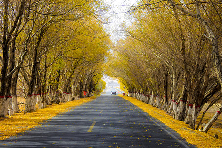 新疆帕米尔高原红柳大道背景图片