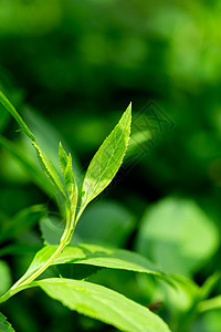 立夏植物花草正在生长中的茶叶幼苗背景