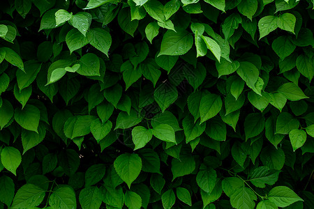 横版素材横版拍摄暗调绿色海报素材INS风格树叶背景