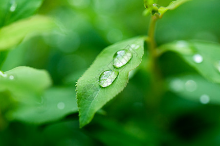 绿色谷雨海报夏至海报水珠在绿色叶子上背景