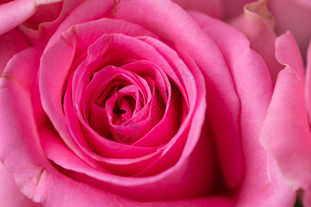玫红色玫瑰花背景图片