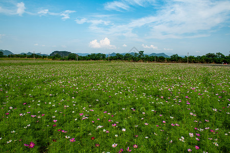 绿色马甲晴天下的格桑花海背景