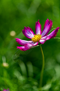 格桑花特写图片