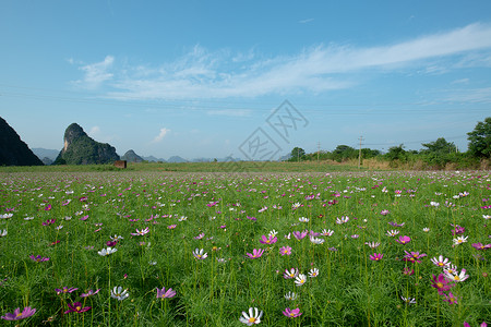 大阪海游馆蓝天白云下的格桑花海背景