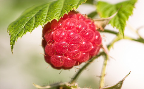 新鲜树莓图片