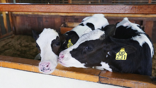 牛奶标签素材高山牧场奶牛背景