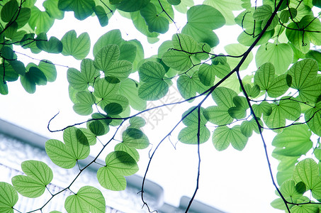 绿色植物花草绿色植物背景