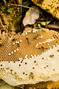 原始森林采蜂蜜高清图片