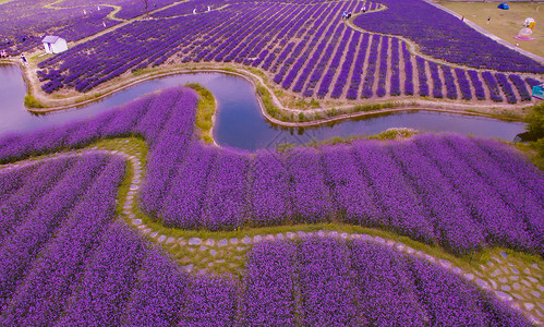 森林花卉上海青浦寻梦园航拍背景