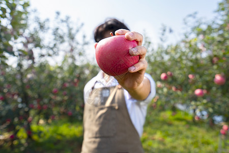 金富士苹果苹果果园农民摘苹果背景