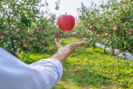 苹果果园农民摘苹果背景图片