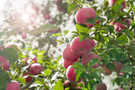 羊毛毡苹果苹果果园结果背景