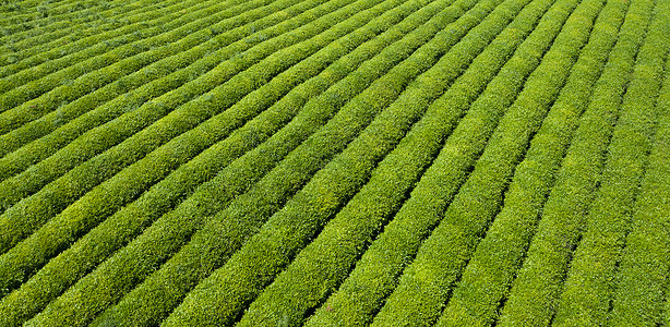 贵州安顺春茶种植基地高清图片