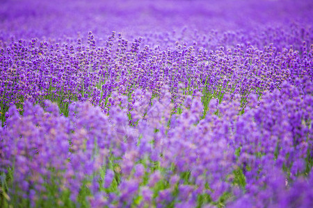 公园园紫色浪漫薰衣草背景