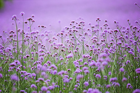 紫色浪漫薰衣草高清图片