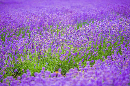 香草植物紫色浪漫薰衣草背景