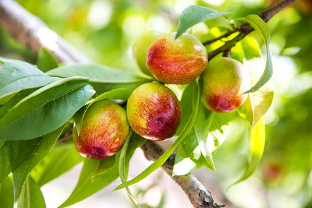 桃树图片新鲜油桃果实背景