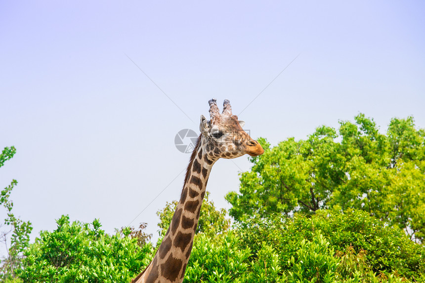 上海野生动物园长颈鹿图片