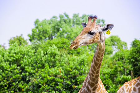 上海野生动物园长颈鹿背景图片