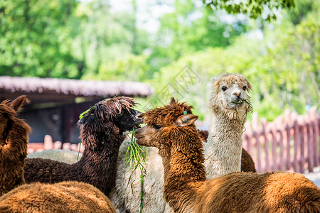 野生动物园可爱一群羊驼在吃草背景