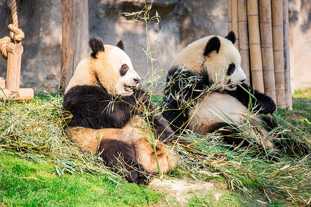 两只在吃竹子的国宝熊猫背景图片