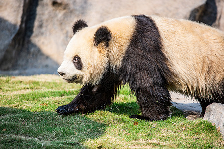 棕色大熊猫一只刚出水的熊猫宝宝背景