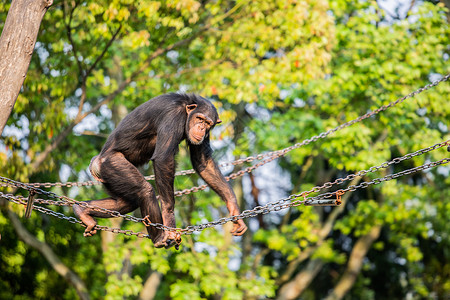 黑色的大猩猩绳子上玩耍的大猩猩背景