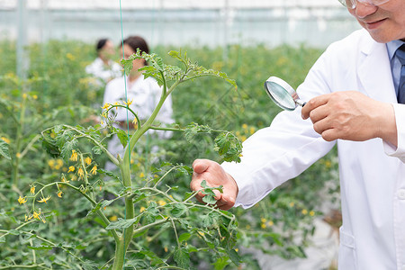 农业培育科学家观察植物背景图片