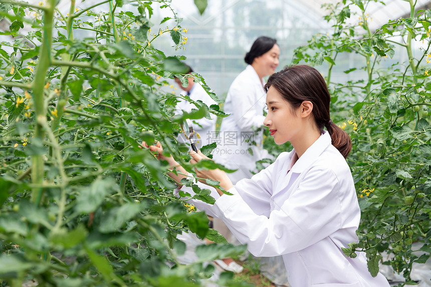 农业培育科学家观察植物图片