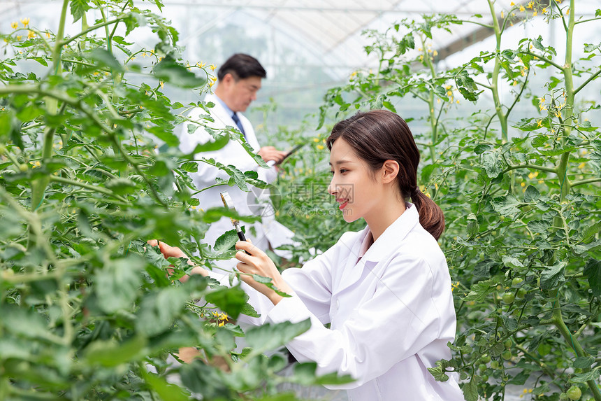 农业培育科学家观察植物图片