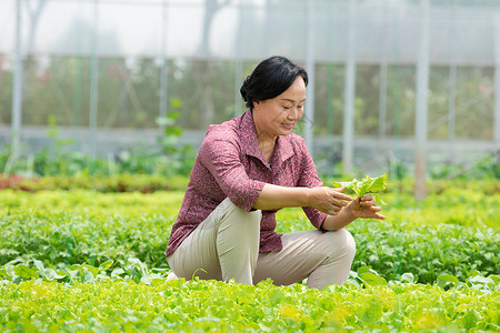 蔬菜大棚内农民摘菜图片