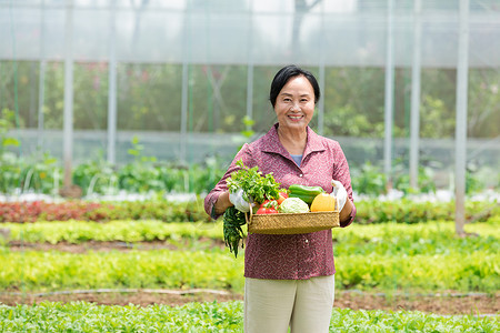 蔬菜大棚内农民摘菜图片