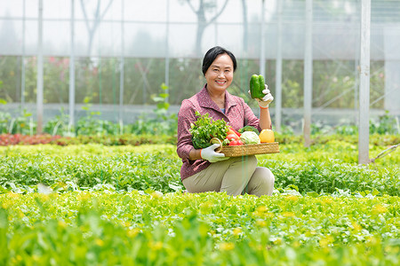 蔬菜大棚内农民摘菜背景图片