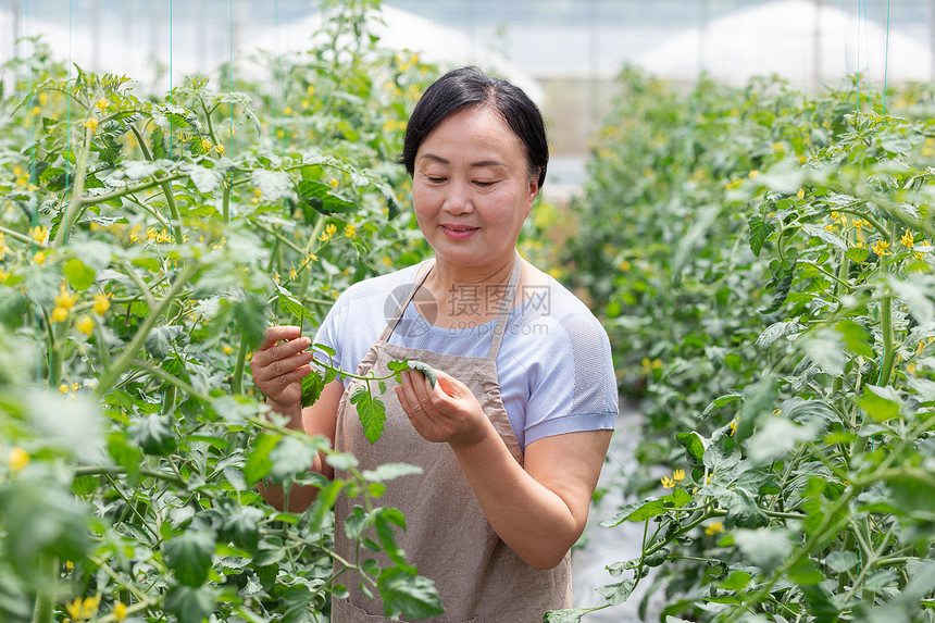 蔬菜大棚内农民摘菜图片