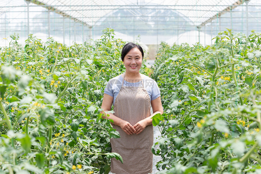 蔬菜大棚内农民摘菜图片