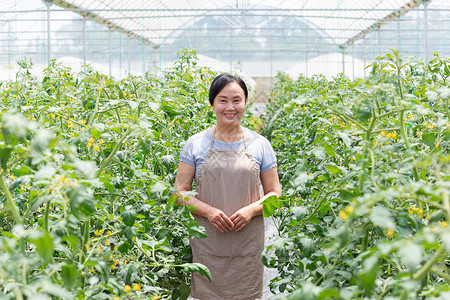 蔬菜大棚内农民摘菜图片