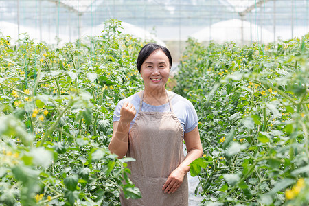 蔬菜大棚内农民摘菜图片