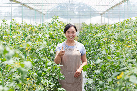 蔬菜大棚内农民摘菜点赞图片