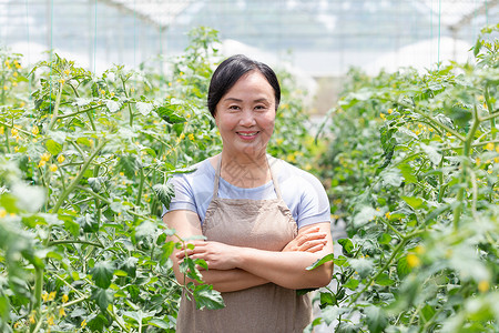 蔬菜大棚内农民摘菜图片