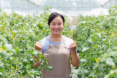 蔬菜大棚内农民摘菜图片