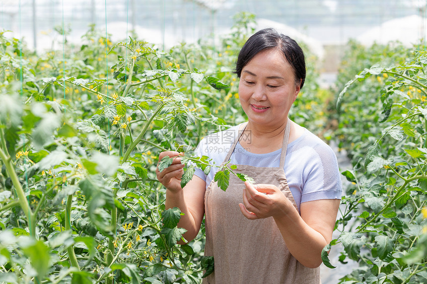 蔬菜大棚内农民摘菜图片