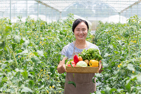 蔬菜大棚内农民摘菜背景图片