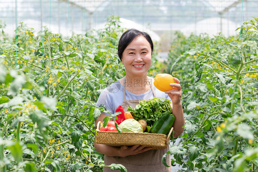 蔬菜大棚内农民摘菜图片